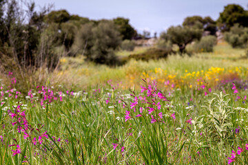 Wild gladiolus (Gladiolus communis) grows in a meadow on a sunny, spring day