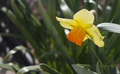 Blooming daffodils in the garden.