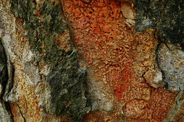 The peeling jackfruit tree skin is very exotic and amazing