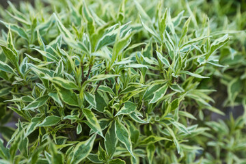 Beautiful Diervilla sessilifolia plant with green leaves, closeup. Gardening season