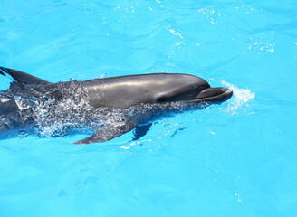 Dolphin swimming in pool at marine mammal park