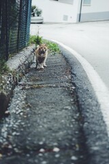 cat on the street following me