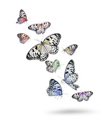 Many beautiful rice paper butterflies flying on white background