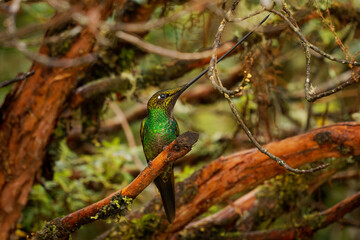 Sword-billed hummingbird - Ensifera ensifera also swordbill, Andean regions of South America, genus Ensifera, unusually long bill to drink nectar from flowers with long corollas. In the bush