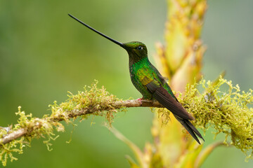Fototapeta na wymiar Sword-billed hummingbird - Ensifera ensifera also swordbill, Andean regions of South America, genus Ensifera, unusually long bill to drink nectar from flowers with long corollas. Green background