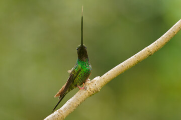 Sword-billed hummingbird - Ensifera ensifera also swordbill, Andean regions of South America, genus Ensifera, unusually long bill to drink nectar from flowers with long corollas. Green background