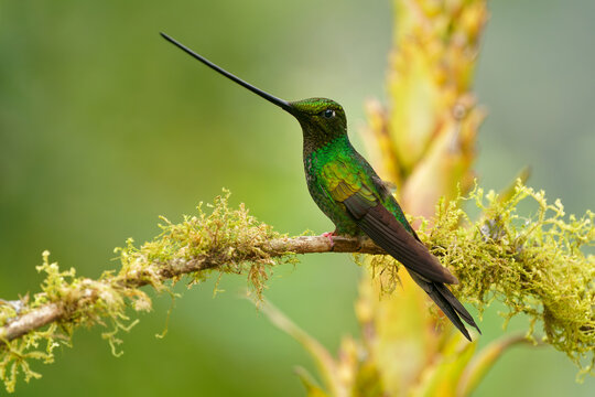 Sword-billed hummingbird - Ensifera ensifera also swordbill, Andean regions of South America, genus Ensifera, unusually long bill to drink nectar from flowers with long corollas. Green background