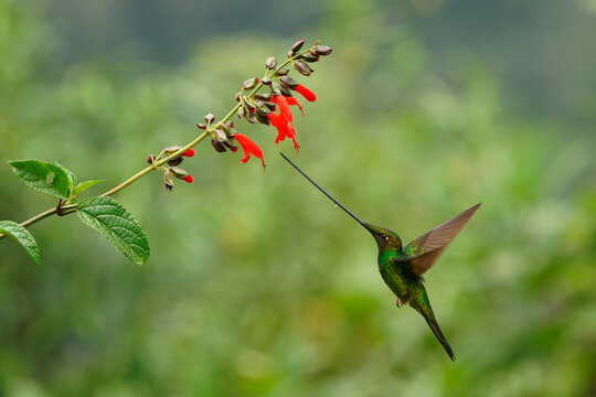 Sword-billed hummingbird - Ensifera ensifera also swordbill, Andean regions of South America, genus Ensifera, unusually long bill to drink nectar from flowers with long corollas. Green background