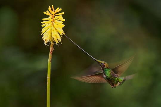 Sword-billed hummingbird - Ensifera ensifera also swordbill, Andean regions of South America, genus Ensifera, unusually long bill to drink nectar from flowers with long corollas. Green background