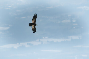 Andean Condor - Vultur gryphus South American bird of prey family Cathartidae flying above Quito in...