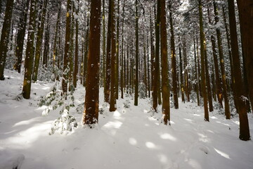 snowy forest and gleaming sunlight