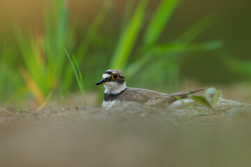 Little Ringed Plover - Charadrius dubius small wading bird in the lake of fresh water, feeding and nesting, sitting on eggs on the side of the pond early in the morning