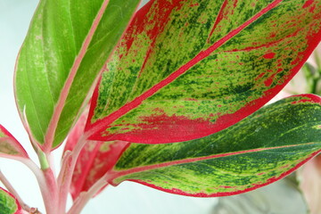 leaves of siam aurora, harmony of green and red