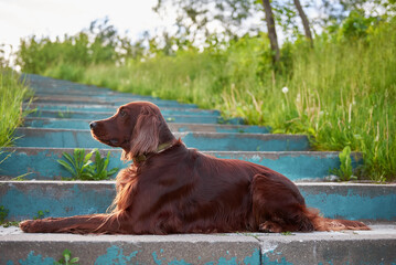 Dog breed red Irish setter lies on the stairs in the park