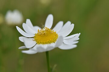 chamomile flower close-up. medicinal plant. copy space