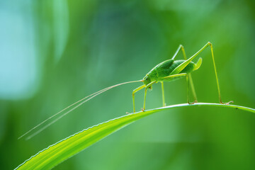 Background green grasshopper on a leaf. - obrazy, fototapety, plakaty