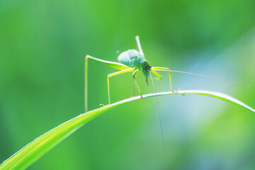 Background green grasshopper on a leaf.