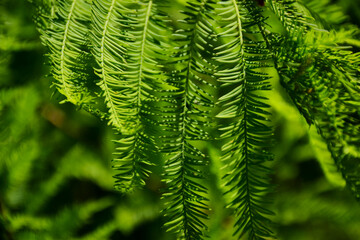 light green evergreen twigs. short bright green pine needles. Dawn Redwood. Metasequoia glyptostroboides. beauty in nature. calming effect. parks outdoors and nature. green and blue background image