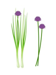 Vector illustration, fresh chives with flowers, scientific name Allium schoenoprasum, isolated on white background. - obrazy, fototapety, plakaty