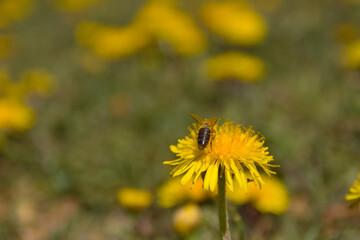   Bee and Taraxacum officinale as dandelion or common dandelion. Polish name 