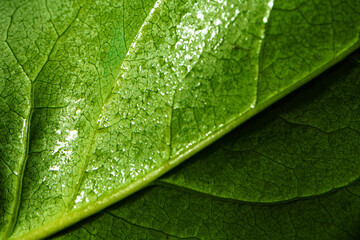 Close up macro shot of green leaf