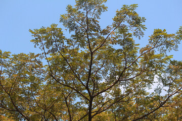 leaves growing on tree trunks in clear sky
