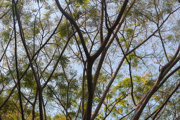 a tree with many branches and leaves
