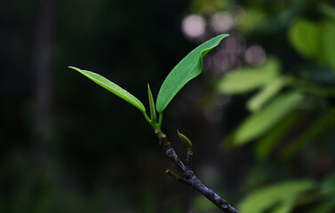 leaves, beautiful green leaves, nature