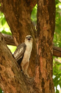 Changeable Hawk Eagle also known as crested hawk eagle calling and resting on tree of Bandhavgarh National Park