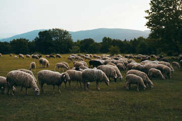 Obraz premium Sheep grazing in the grass, white animals, eating ,brown ,baby ,sun black ,sunny, outside, summer, cheese, milk, farm ,village ,country side