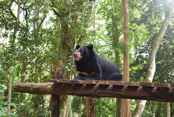 The Asian black bear, also moon bear is a medium sized bear species native to Asia that is largely...