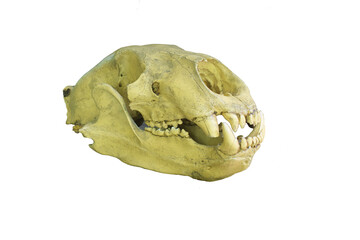 The Skull of Asian Bear or Moon Bear are medium-sized bears native to Asia that have largely adapted to an arboreal lifestyle.