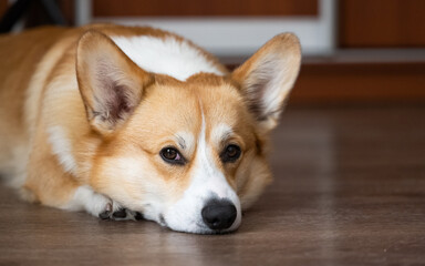 portrait of welsh corgi pembroke