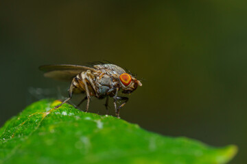 Musca autumnalis, the face fly or autumn housefly, is a pest of cattle and horses. Selective focus image.