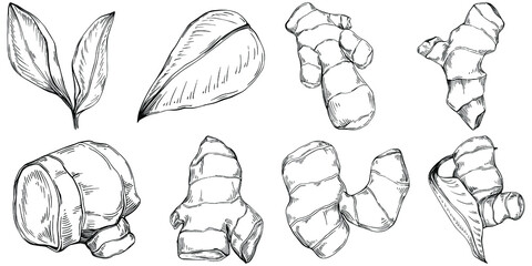 Ginger vector isolated plant with leaves. Herbal engraved style illustration. Detailed organic product sketch.The best for design logo, menu, label, icon, stamp.