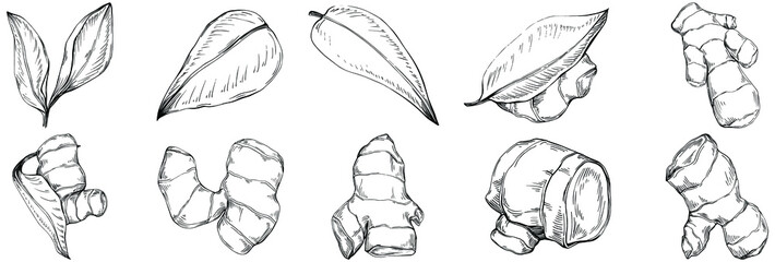 Ginger vector isolated plant with leaves. Herbal engraved style illustration. Detailed organic product sketch.The best for design logo, menu, label, icon, stamp.