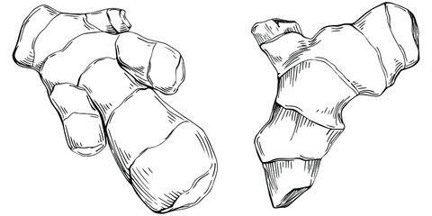 Ginger vector isolated plant with leaves. Herbal engraved style illustration. Detailed organic product sketch.The best for design logo, menu, label, icon, stamp.