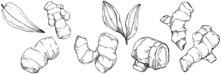Ginger vector isolated plant with leaves. Herbal engraved style illustration. Detailed organic product sketch.The best for design logo, menu, label, icon, stamp.