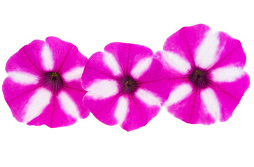 Obraz premium surfinia flowers isolated