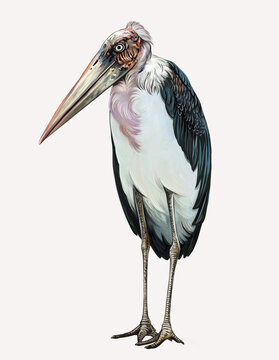 African marabou (Leptoptilos crumeniferus)