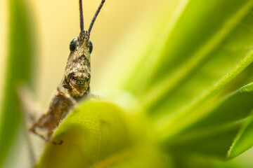 Close up of a grasshopper. Macro photography.
