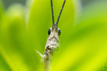 Extreme close up of a grasshopper on a plant. Macro photography.
