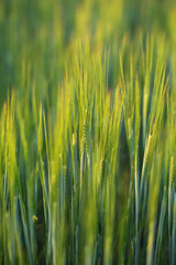 Tall ears of young green wheat.