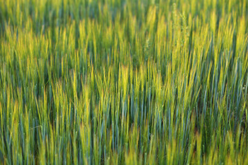 Bright ears of young wheat.