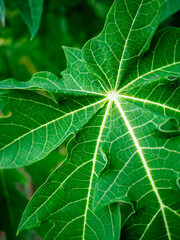 nature in forest