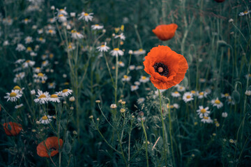 poppies in the field