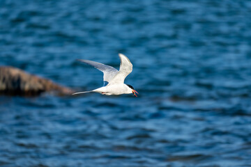 Obraz premium seagull in flight