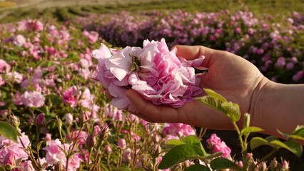 Rose Petal Harvest, Manual picking. Essential oil rose. Rose Fields and Plantations, Bulgarian Rose Otto