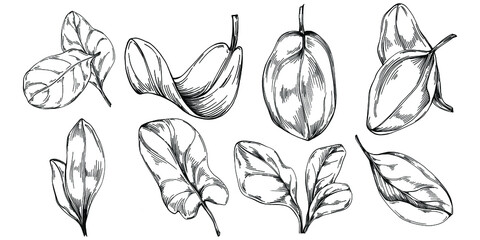 Spinach vector isolated plant with leaves. Herbal engraved style illustration. Detailed organic product sketch.The best for design logo, menu, label, icon, stamp.