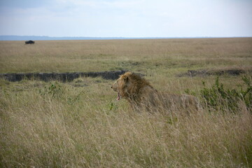 lion in the grass